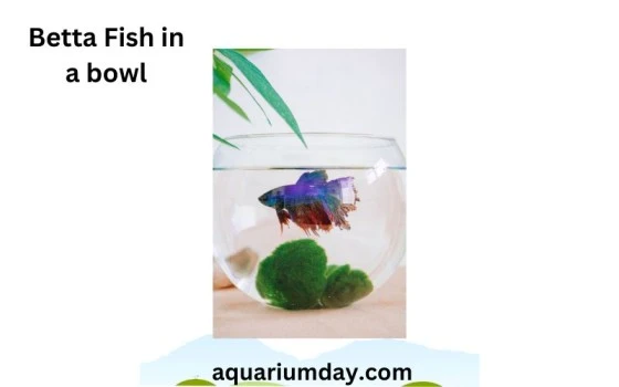 How to care for betta fish in a bowl